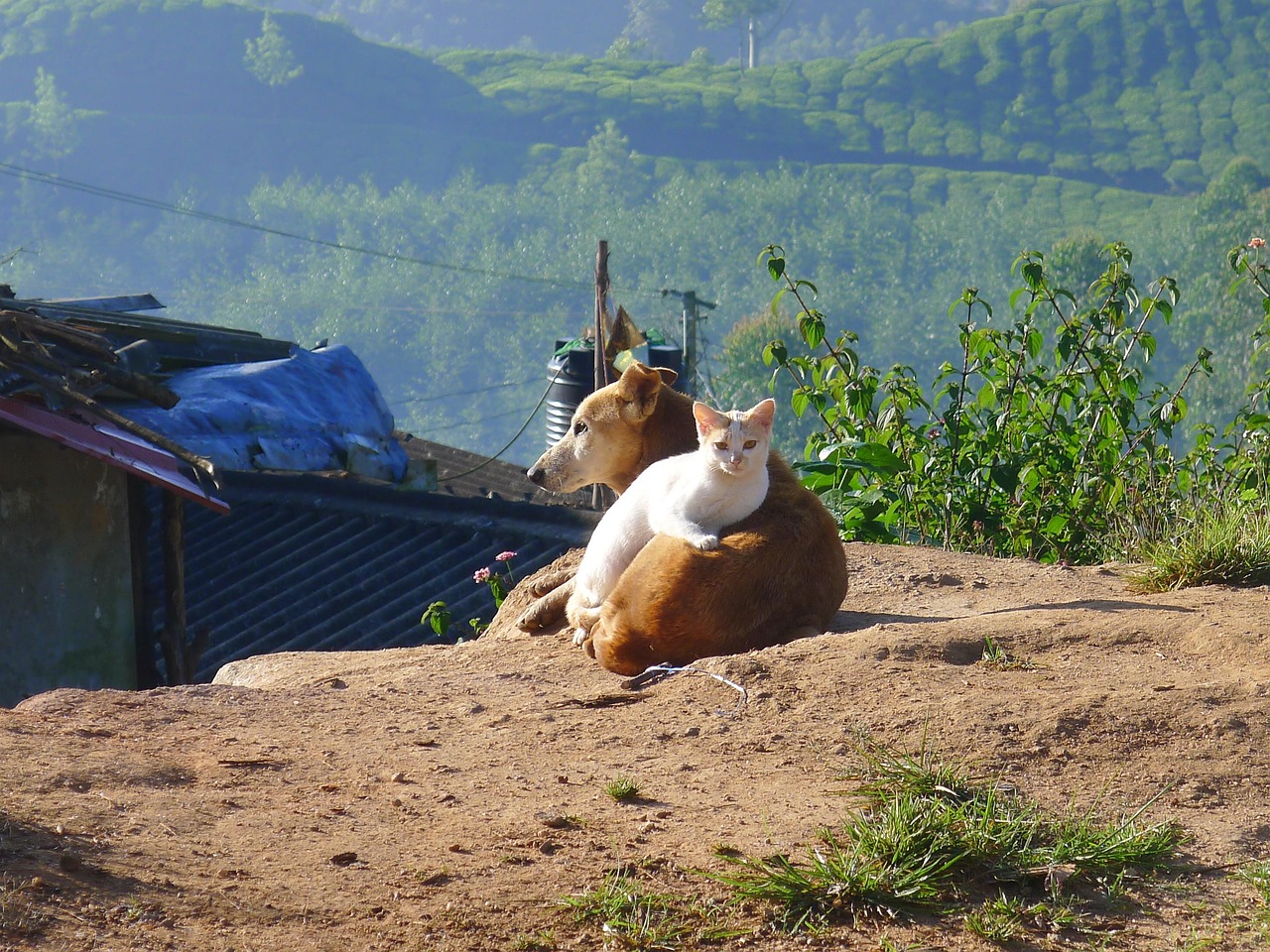 A healthy domestic dog and cat sitting side by side on a clean wood floor.