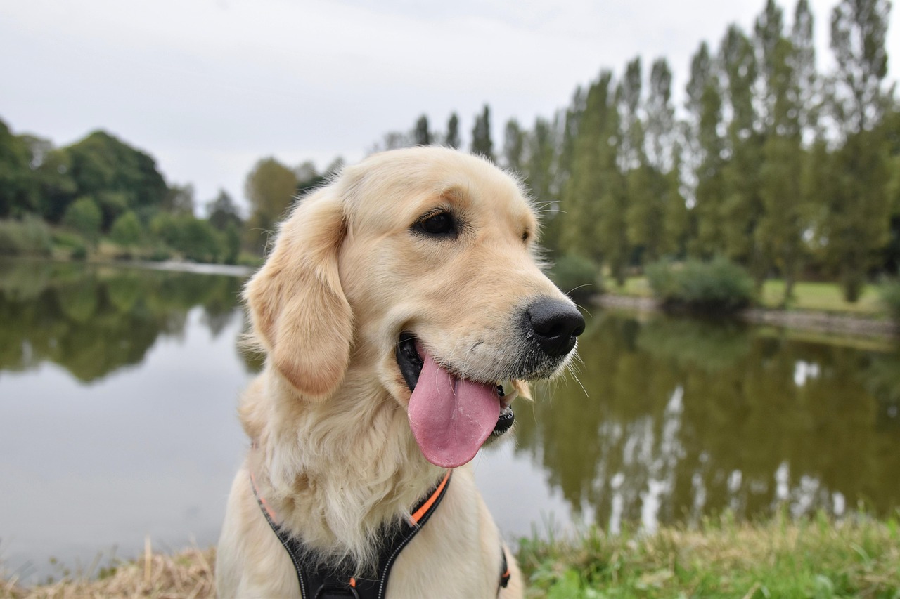 Pet Insurance Costs: Managing Long-Term Premium Hikes