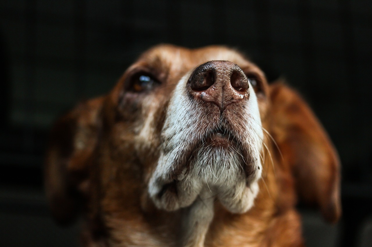 Close-up portrait of an aging dog with grey fur around the muzzle looking thoughtfully into the distance.